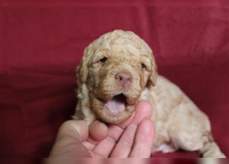 Traum Lagotto Romagnolo Welpen