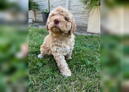 Traum Lagotto Romagnolo Welpen