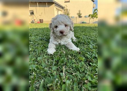 Traum Lagotto Romagnolo Welpen