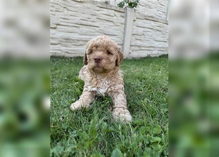 Traum Lagotto Romagnolo Welpen