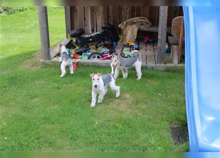 Foxterrier Welpe. Rüde.