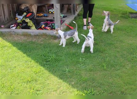 Foxterrier Welpe. Rüde.