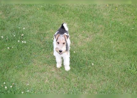 Foxterrier Welpe. Rüde.