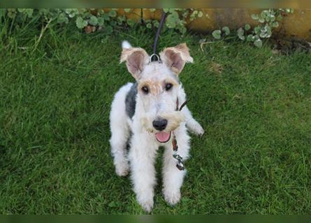 Drahthaar Foxterrier Welpe/ Junger Rüde+ Ahnentafel