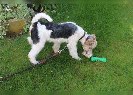 Drahthaar Foxterrier Welpe/ Junger Rüde+ Ahnentafel