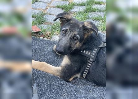 LETZTE CHANCE : Der schönste und bravste Deutscher Schäferhund Welpe gerader Rücken Stockhaar