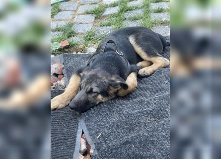 LETZTE CHANCE : Der schönste und bravste Deutscher Schäferhund Welpe gerader Rücken Stockhaar