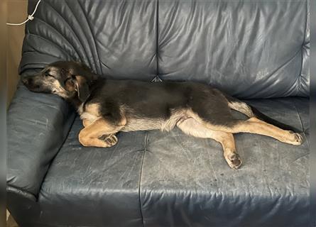 LETZTE CHANCE : Der schönste und bravste Deutscher Schäferhund Welpe gerader Rücken Stockhaar