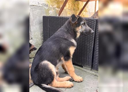 LETZTE CHANCE : Der schönste und bravste Deutscher Schäferhund Welpe gerader Rücken Stockhaar