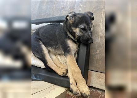 LETZTE CHANCE : Der schönste und bravste Deutscher Schäferhund Welpe gerader Rücken Stockhaar