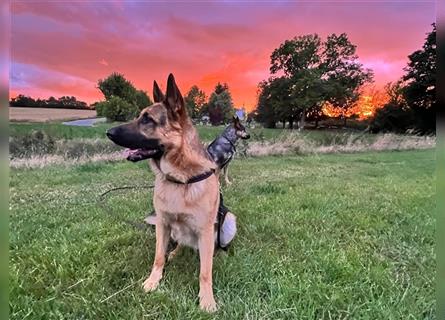 LETZTE CHANCE : Der schönste und bravste Deutscher Schäferhund Welpe gerader Rücken Stockhaar