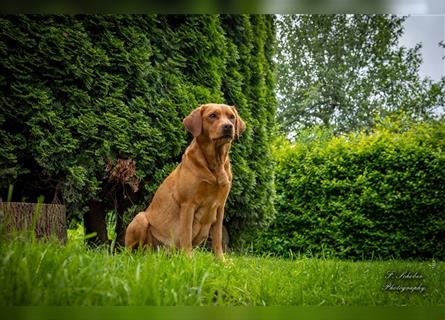 Labrador Welpen Foxred