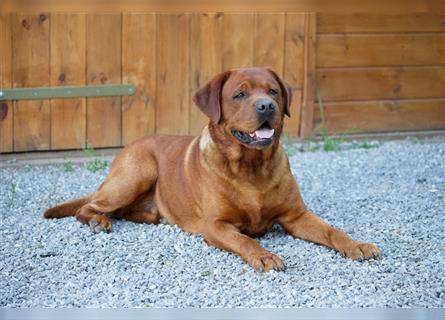 Labrador Welpen Foxred