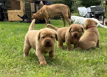 Labrador Welpen Foxred