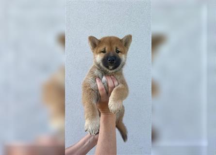 Shiba Inu puppies