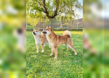 Shiba Inu puppies