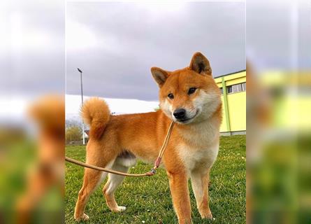 Shiba Inu puppies