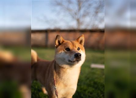 Shiba Inu puppies