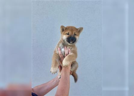 Shiba Inu puppies