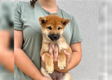 Shiba Inu puppies