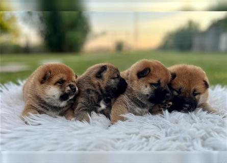 Shiba Inu puppies