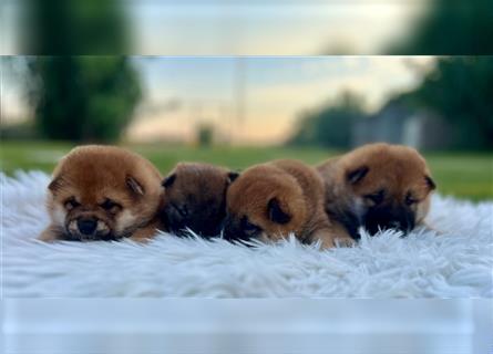 Shiba Inu puppies