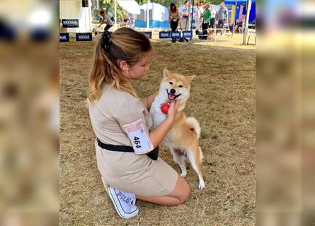 Shiba Inu puppies