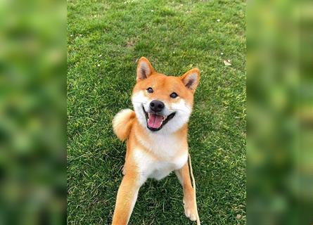 Shiba Inu puppies