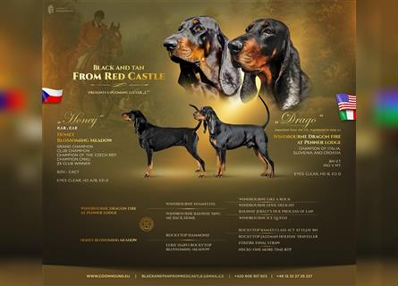 Black and Tan Coonhound-Welpen!