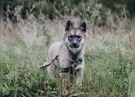 Exzellenter Pomsky F1b Welpe in seltener Farbe (Agouti, Husky-Optik)