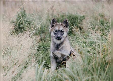 Exzellenter Pomsky F1b Welpe in seltener Farbe (Agouti, Husky-Optik)