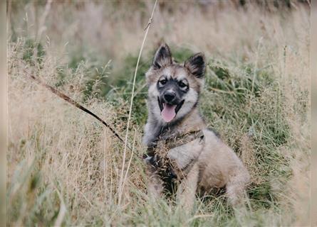 Exzellenter Pomsky F1b Welpe in seltener Farbe (Agouti, Husky-Optik)