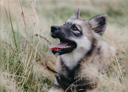 Exzellenter Pomsky F1b Welpe in seltener Farbe (Agouti, Husky-Optik)