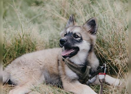 Exzellenter Pomsky F1b Welpe in seltener Farbe (Agouti, Husky-Optik)