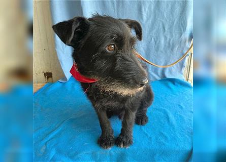 ❤️ kleiner kompakter LOU - 4 Jahre, 40cm/15kg - Schnauzer-Mischling