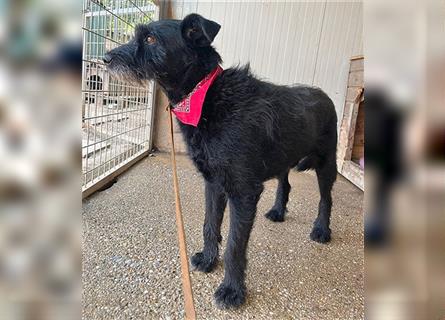 ❤️ kleiner kompakter LOU - 4 Jahre, 40cm/15kg - Schnauzer-Mischling