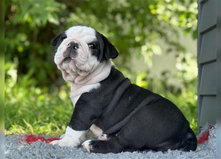 New English Bulldog Welpen mit Ahnentafel von untersuchten Eltern