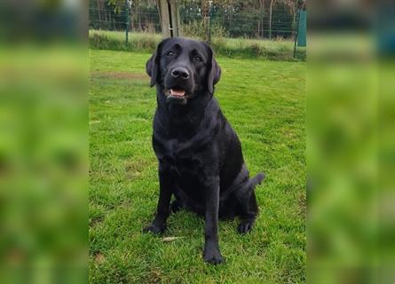 Bildhübsche Labrador Hündin (10 Wochen) mit Papieren in schwarz sucht...