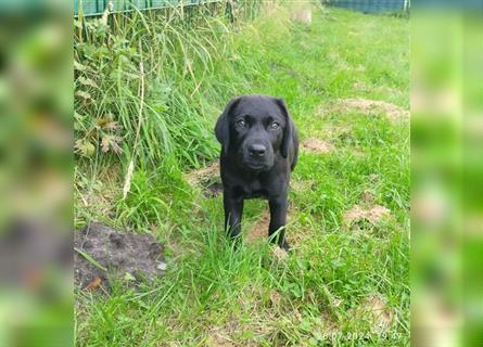 Bildhübsche Labrador Hündin (10 Wochen) mit Papieren in schwarz sucht...