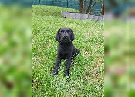 Bildhübsche Labrador Hündin (10 Wochen) mit Papieren in schwarz sucht...