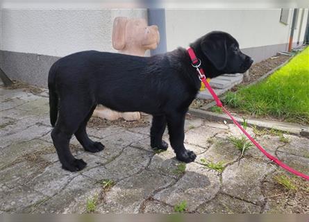 Bildhübsche Labrador Hündin (10 Wochen) mit Papieren in schwarz sucht...
