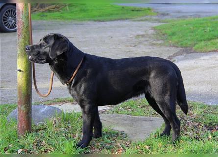 Bildhübsche Labrador Hündin (10 Wochen) mit Papieren in schwarz sucht...