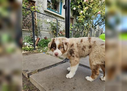 Australian Shepherd  welpen Showlinie  Mdr1++ genetisch frei von Erbkrankheiten