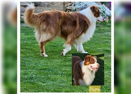 Australian Shepherd  welpen Showlinie  Mdr1++ genetisch frei von Erbkrankheiten