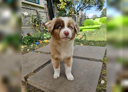 Australian Shepherd  welpen Showlinie  Mdr1++ genetisch frei von Erbkrankheiten