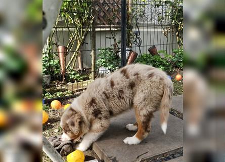 Australian Shepherd welpen Showlinie Mdr1++ Genetisch frei von Erbkrankheiten