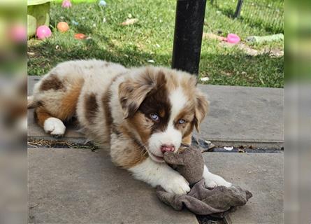 Australian Shepherd welpen Showlinie Mdr1++ Genetisch frei von Erbkrankheiten