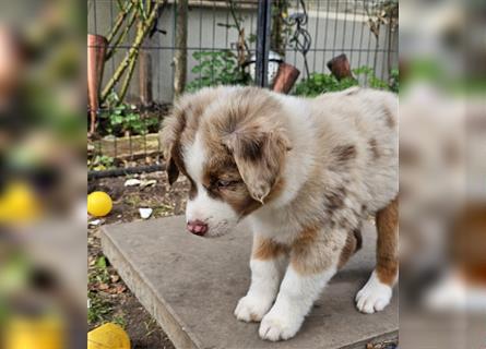 Australian Shepherd welpen Showlinie Mdr1++ Genetisch frei von Erbkrankheiten