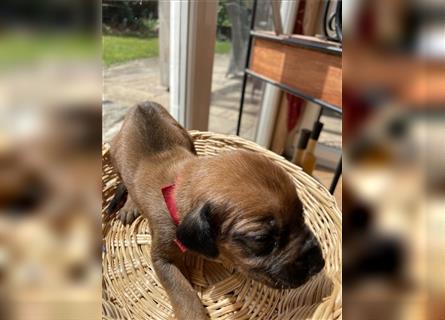 Rhodesian Ridgeback Welpen, Reinrassig, (Dark Red Wheaten)