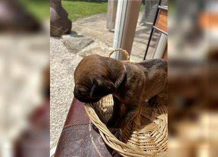 Rhodesian Ridgeback Welpen, Reinrassig, (Dark Red Wheaten)